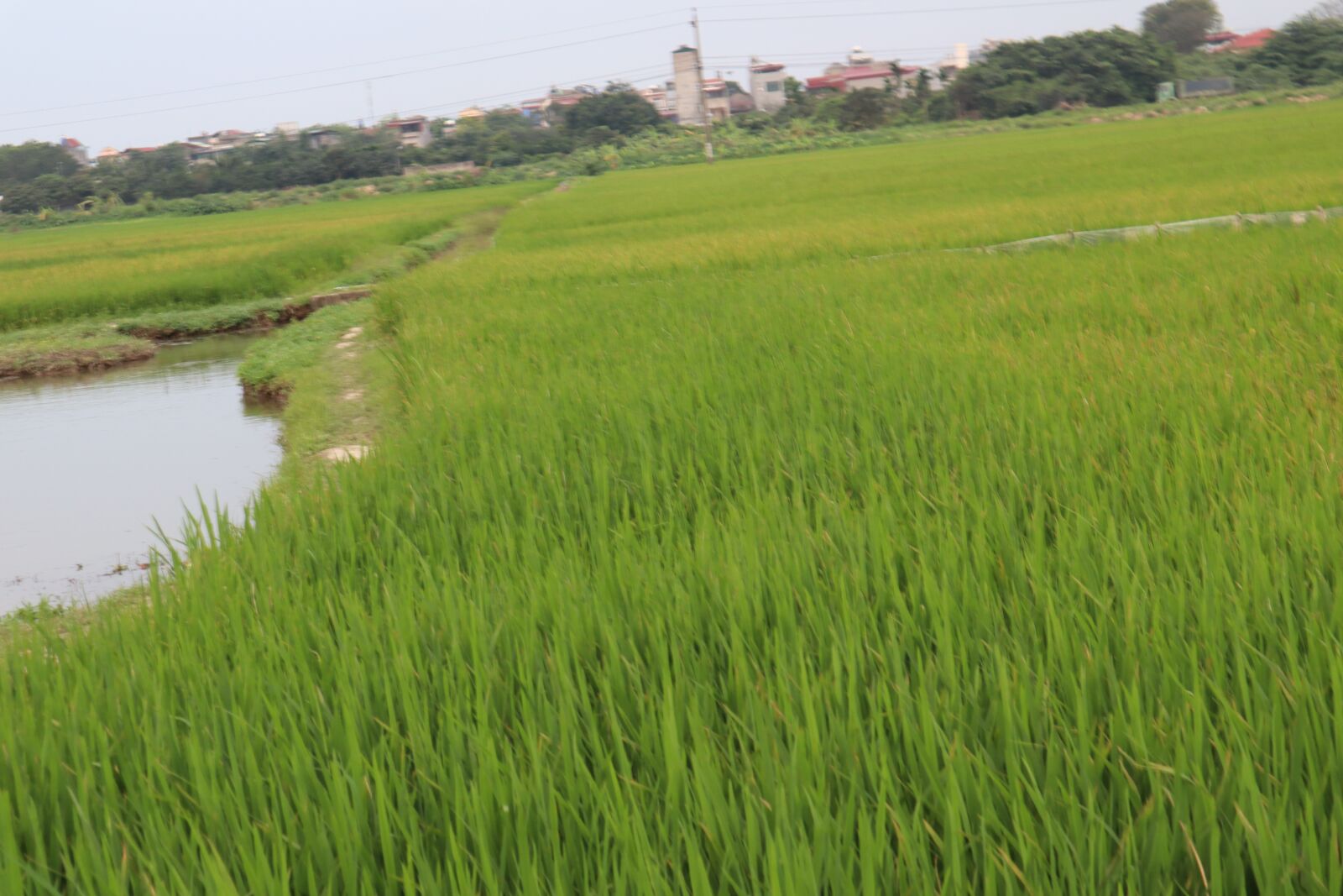 Canon EOS M50 (EOS Kiss M) sample photo. Silk, field, paddy field photography