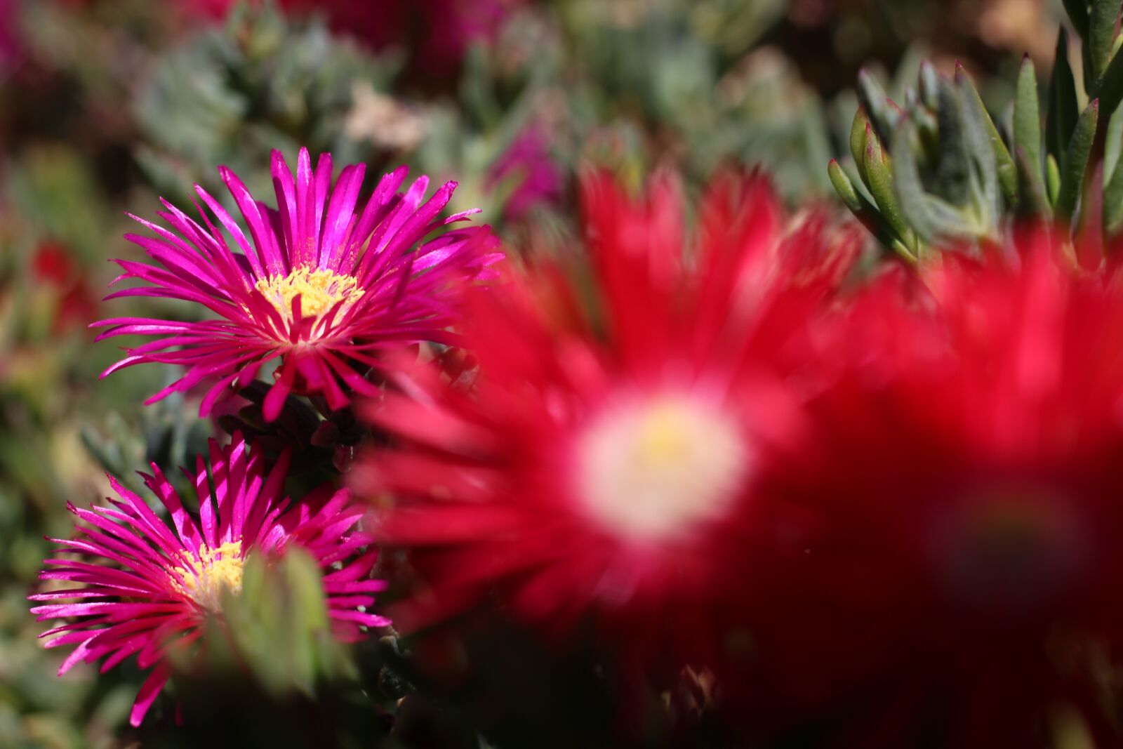 Canon EOS 1200D (EOS Rebel T5 / EOS Kiss X70 / EOS Hi) sample photo. Flowers, nature, red photography