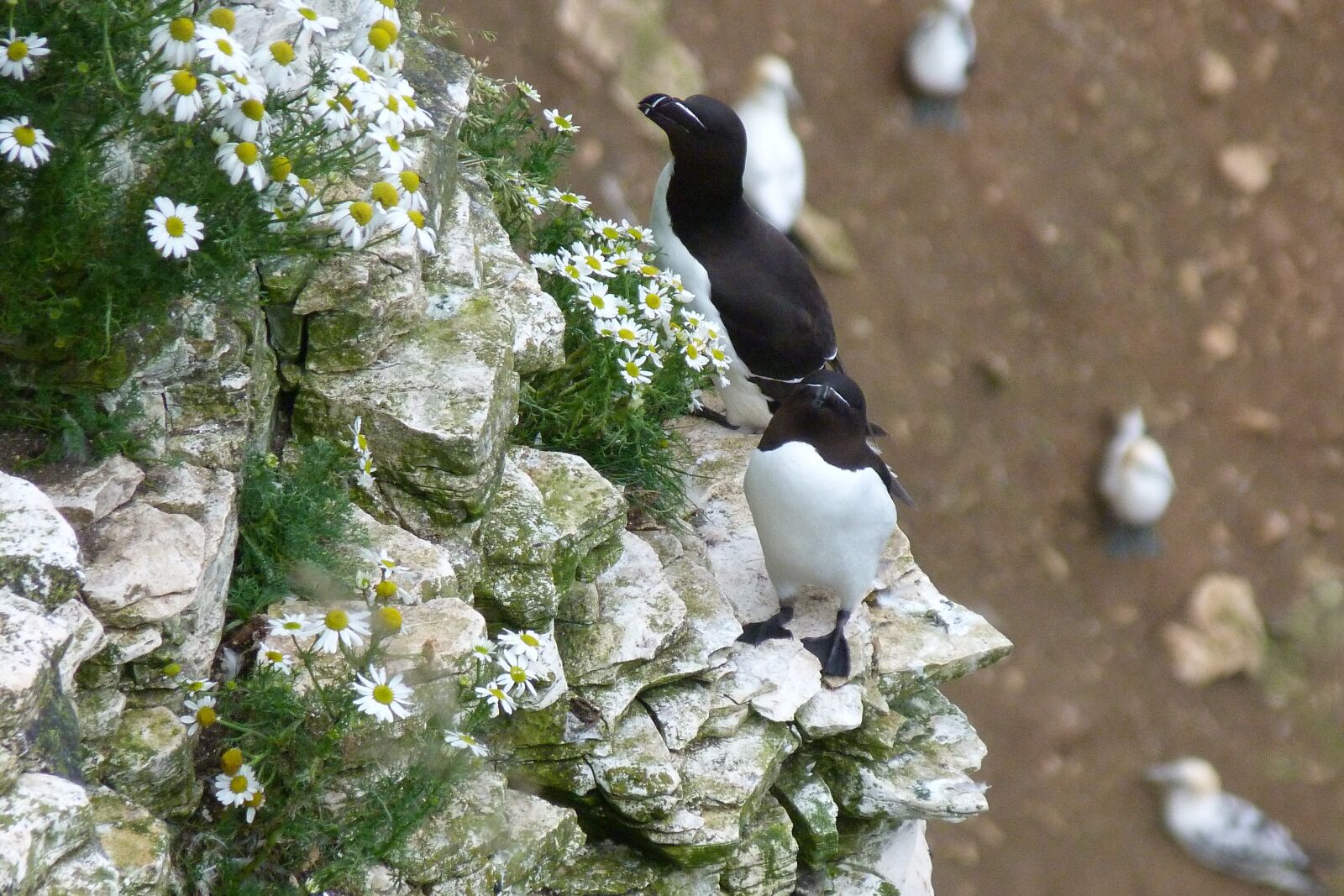 Panasonic Lumix DMC-FZ40 (Lumix DMC-FZ45) sample photo. Razorbills, cliff, edge photography