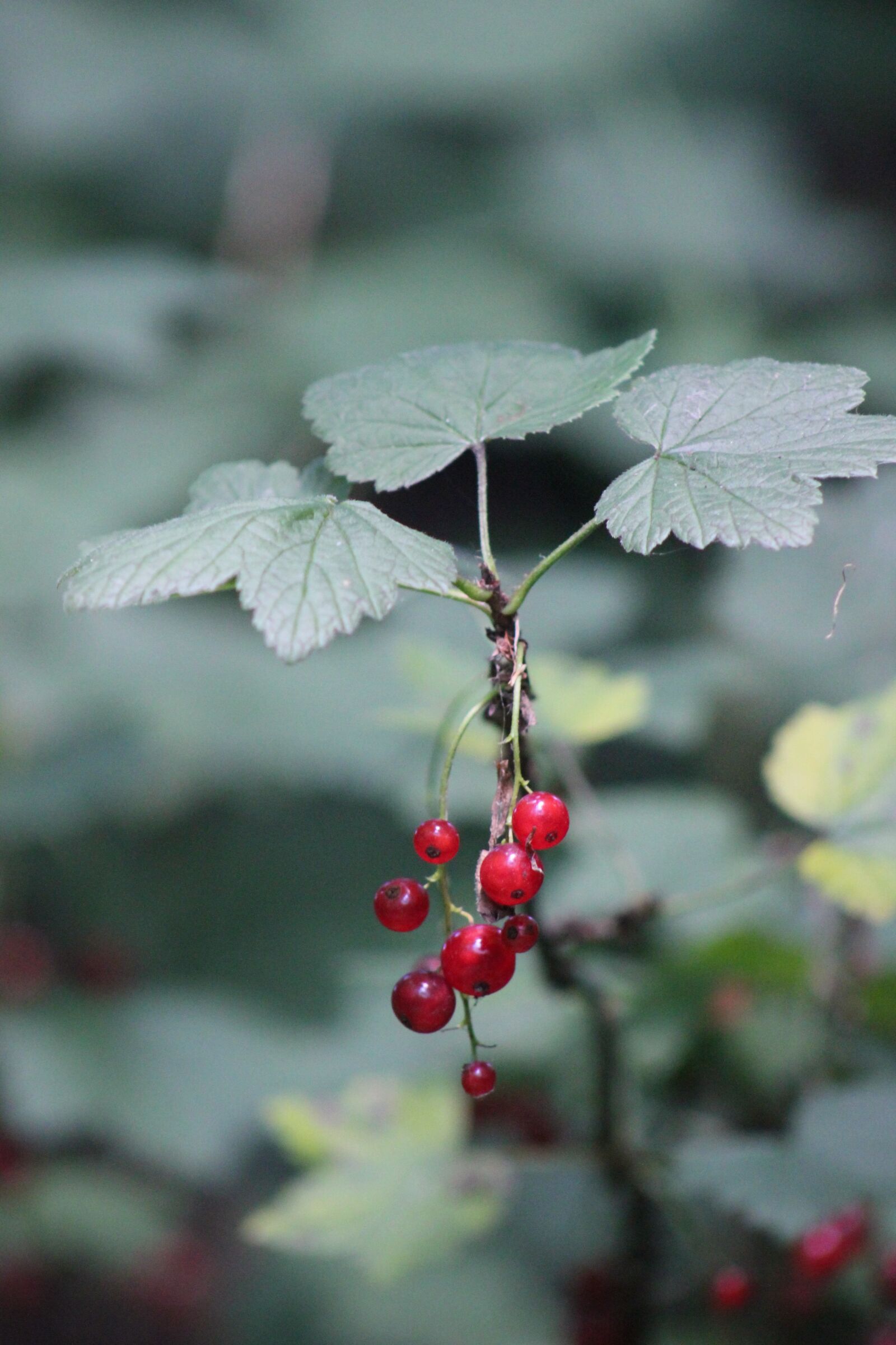 Canon EOS 550D (EOS Rebel T2i / EOS Kiss X4) sample photo. Currant, nature, forest photography