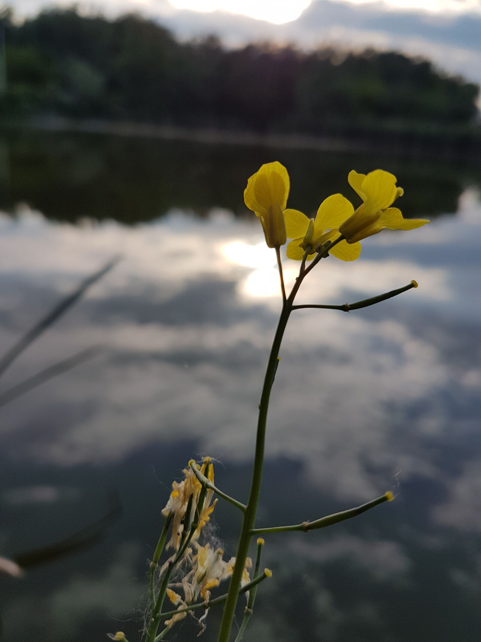 Samsung Galaxy S7 Edge sample photo. Waterfront, nature, lake photography