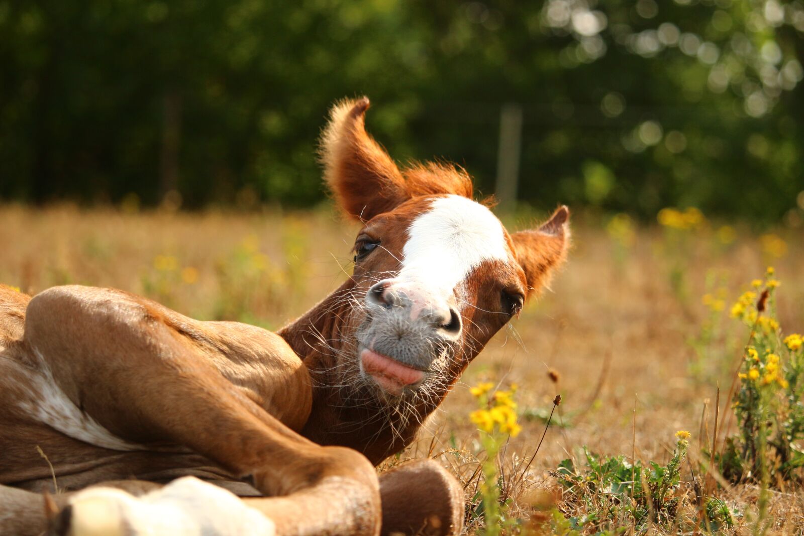 Canon EOS 100D (EOS Rebel SL1 / EOS Kiss X7) sample photo. Horse, foal, thoroughbred arabian photography
