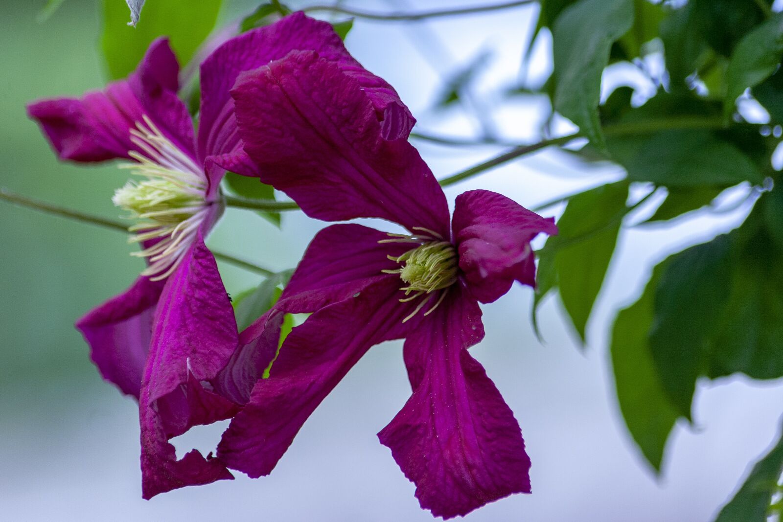 Canon EOS 350D (EOS Digital Rebel XT / EOS Kiss Digital N) sample photo. Clematis, flower, summer flower photography
