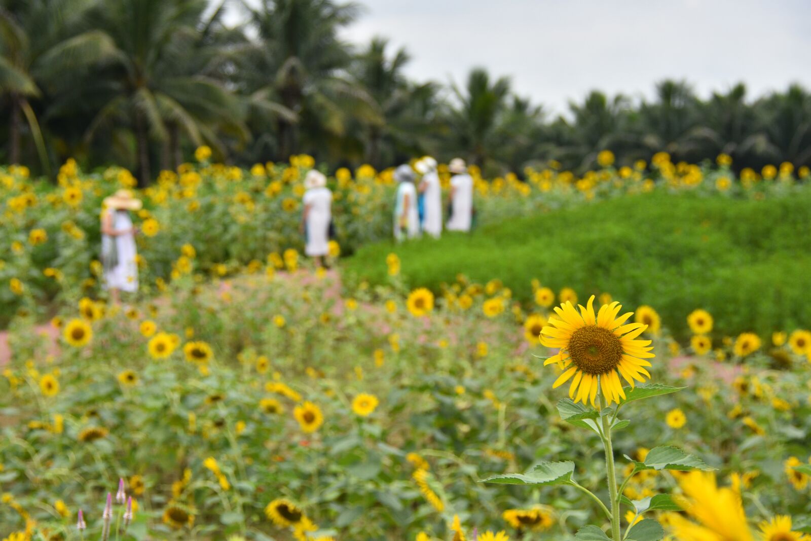 Nikon D7200 sample photo. Sunflower, beautiful landscape, nature photography