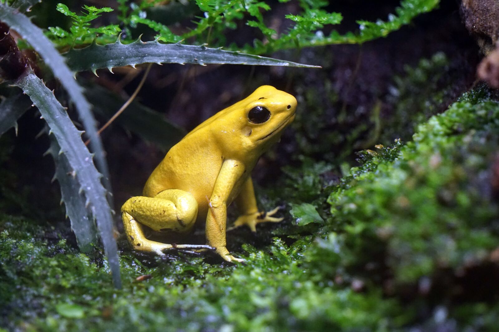 Sony E 55-210mm F4.5-6.3 OSS sample photo. Frog, toxic, yellow photography