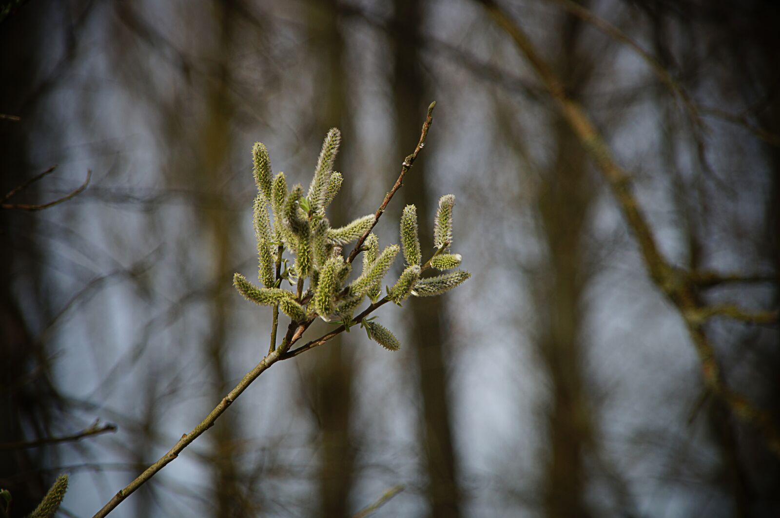 Sony SLT-A57 sample photo. Pasture, weidenkätzen, branch photography