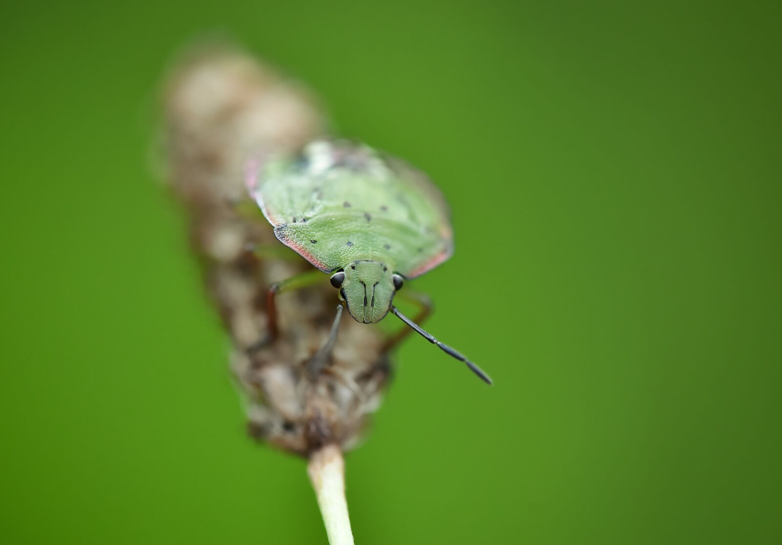 Nikon D750 sample photo. Bug, true bug, insect photography
