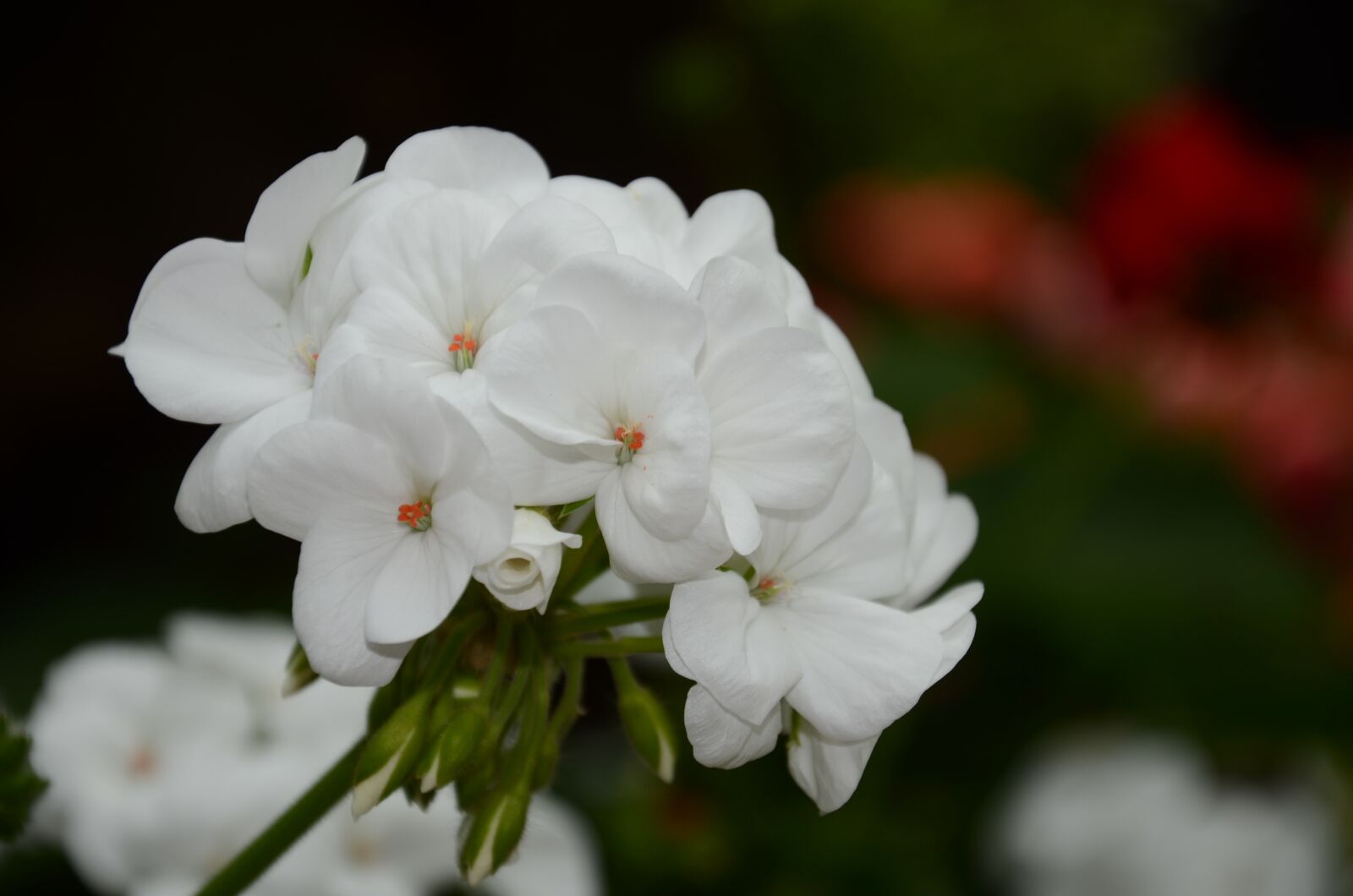 Nikon D7000 sample photo. Flower, the leaves, spike photography