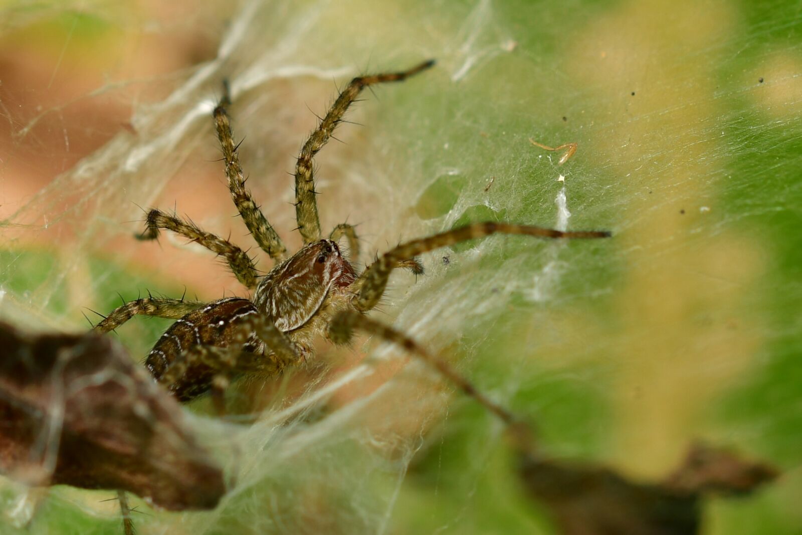 Nikon D500 sample photo. Spider, arachnid, wildlife photography
