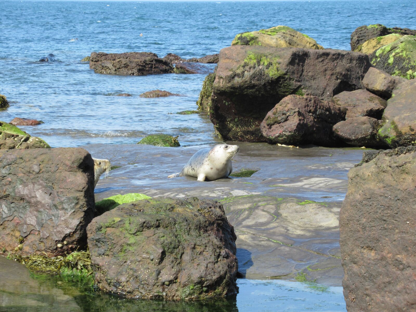 Canon PowerShot SX620 HS sample photo. Seals, yorkshire coast, ravenscar photography