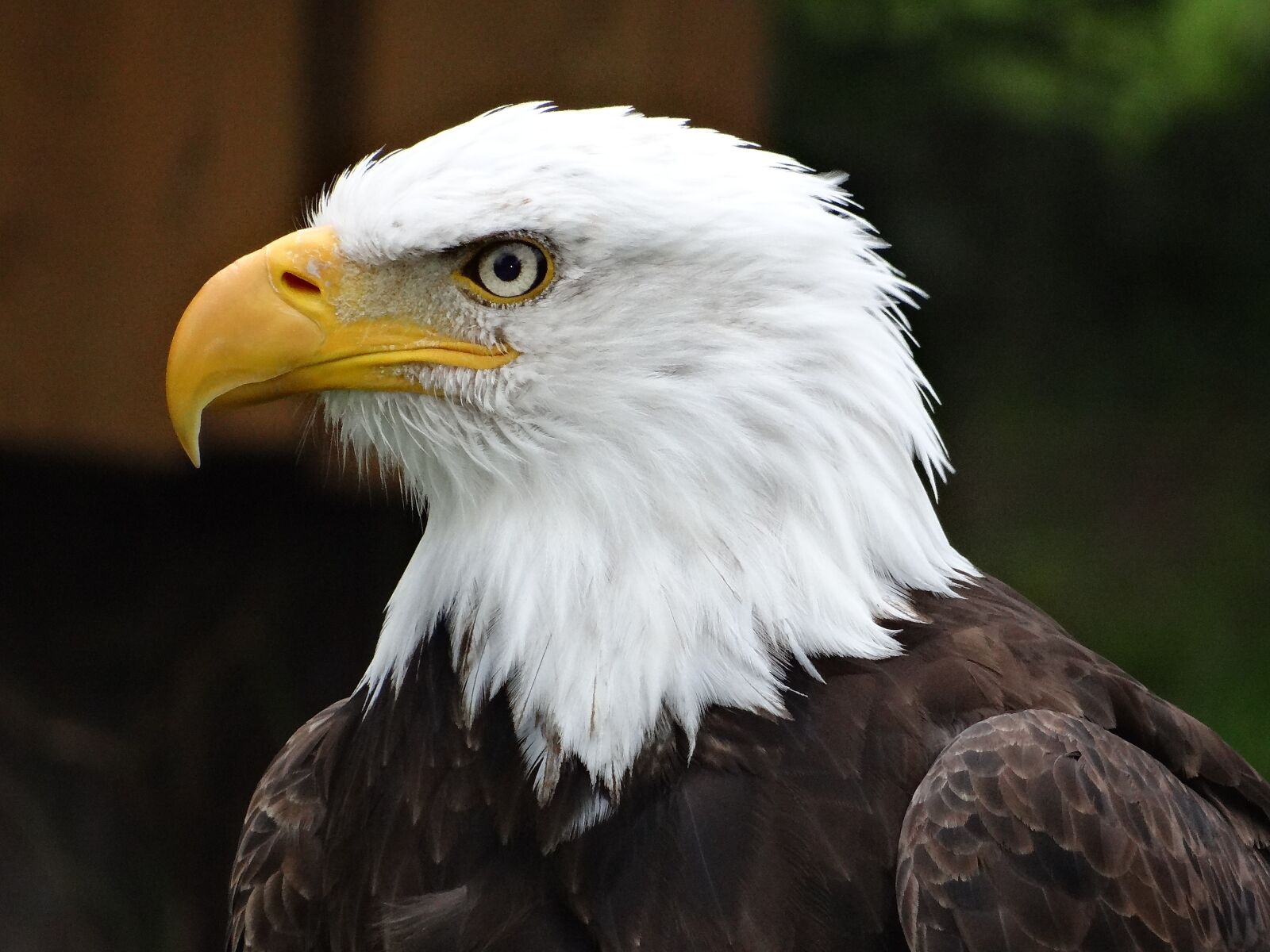 Sony DSC-HX200V sample photo. Bird of prey, adler photography