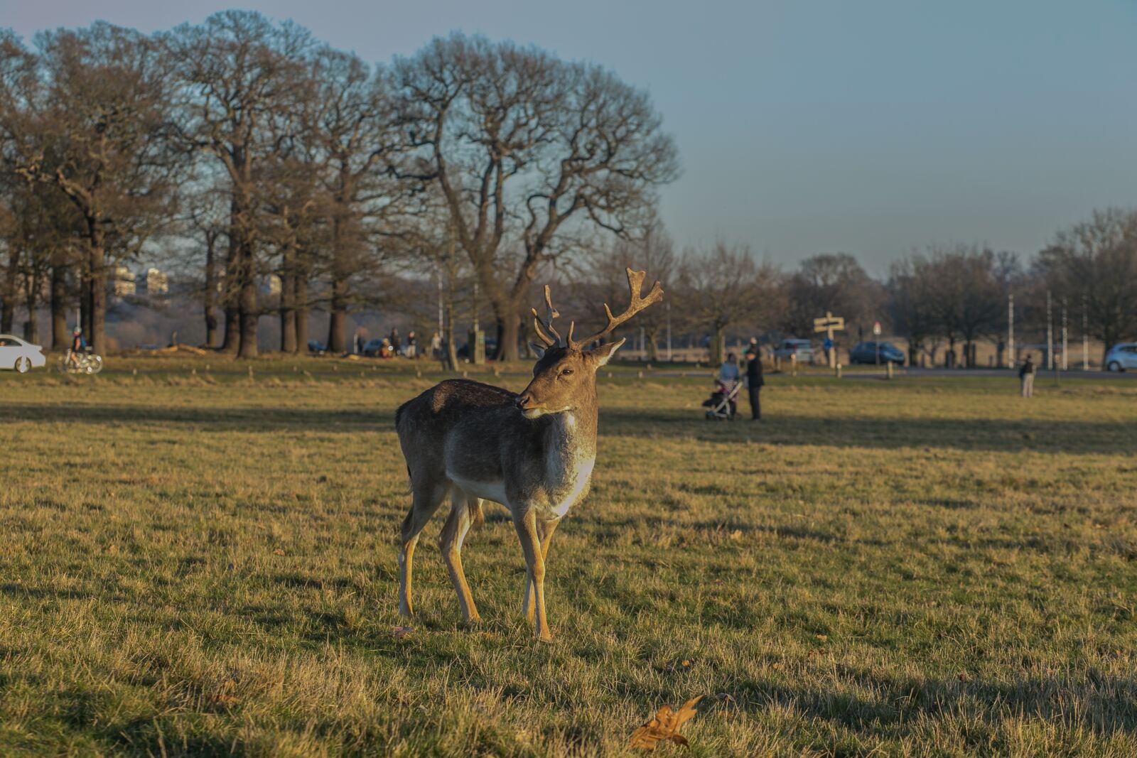 Canon EOS 6D + Canon EF 85mm F1.8 USM sample photo. Deer, park, nature photography