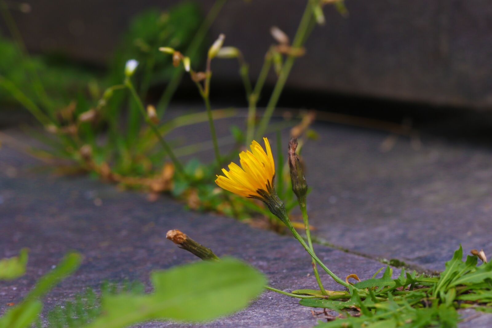 Canon EOS 7D Mark II sample photo. Flower, wild flower, nature photography