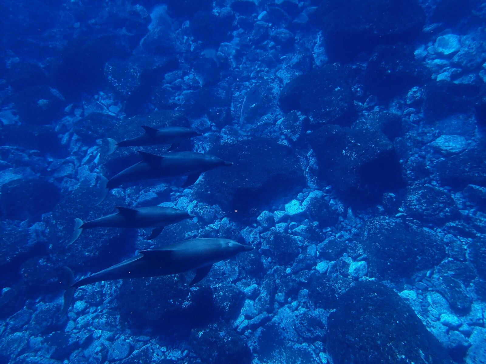 Olympus TG-4 sample photo. Sea, dolphin, blue photography