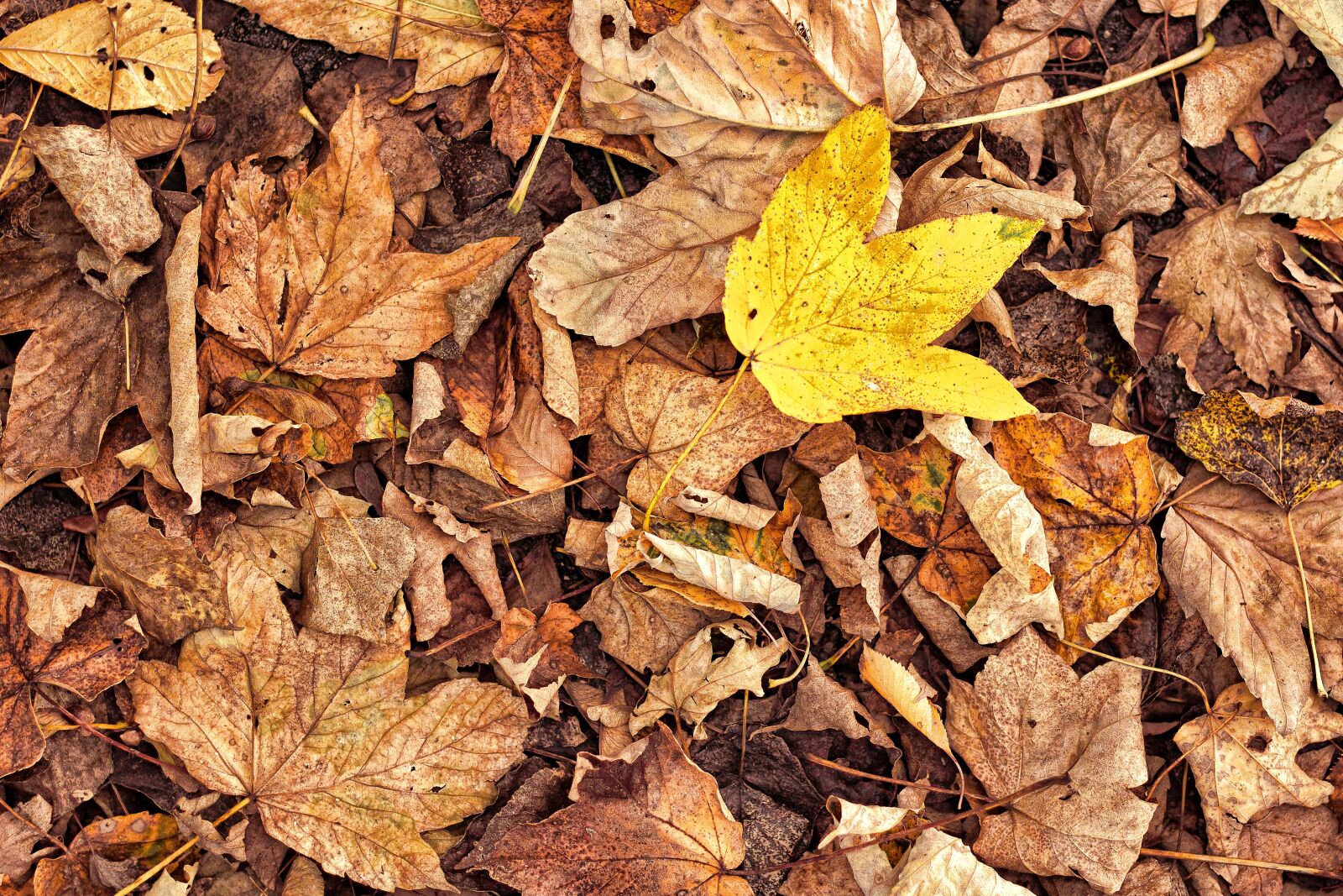 Canon EOS 500D (EOS Rebel T1i / EOS Kiss X3) sample photo. Leaves, autumn, withered photography