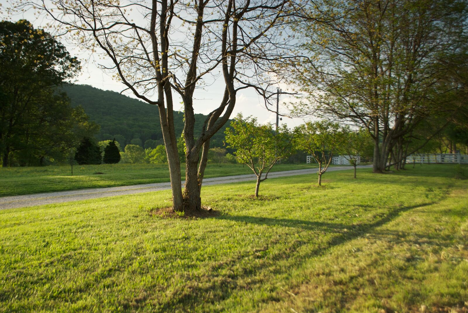 Nikon D80 sample photo. Trees, evening, outside photography