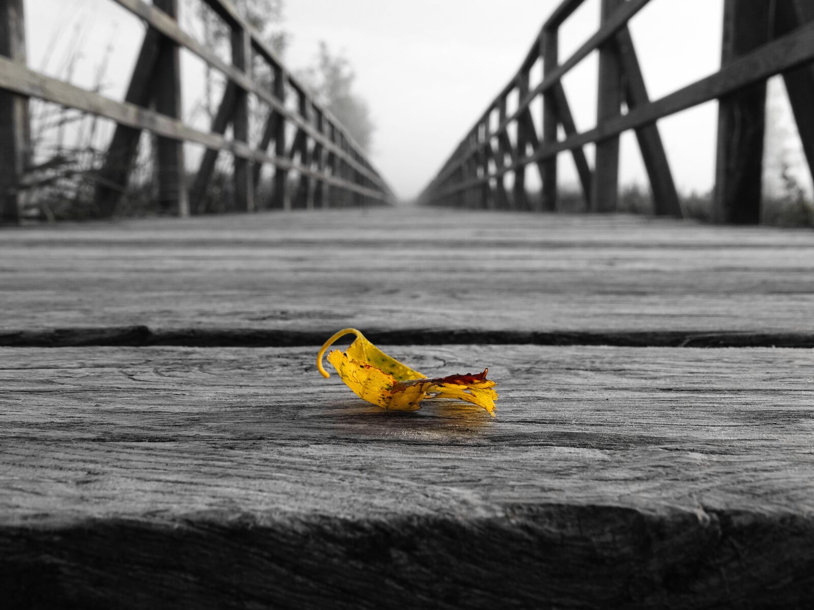 Sony Cyber-shot DSC-HX400V sample photo. Leaf, web, black white photography