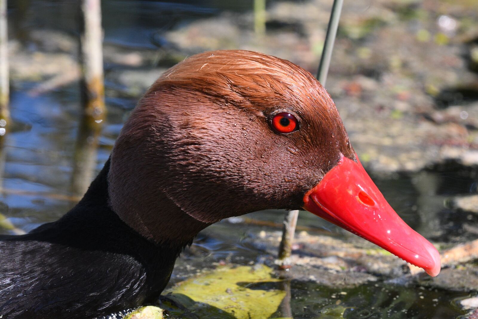 Nikon D500 sample photo. Duck, bird, nature photography