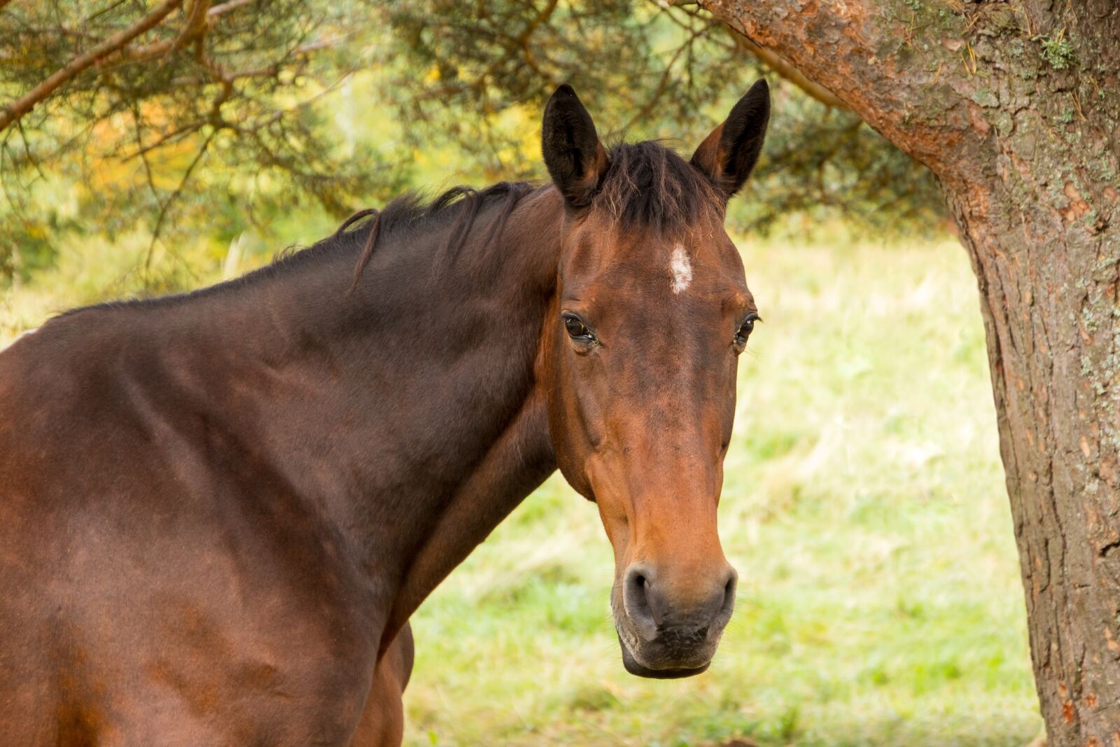 Canon EOS 6D Mark II sample photo. Horse, horse head, animal photography