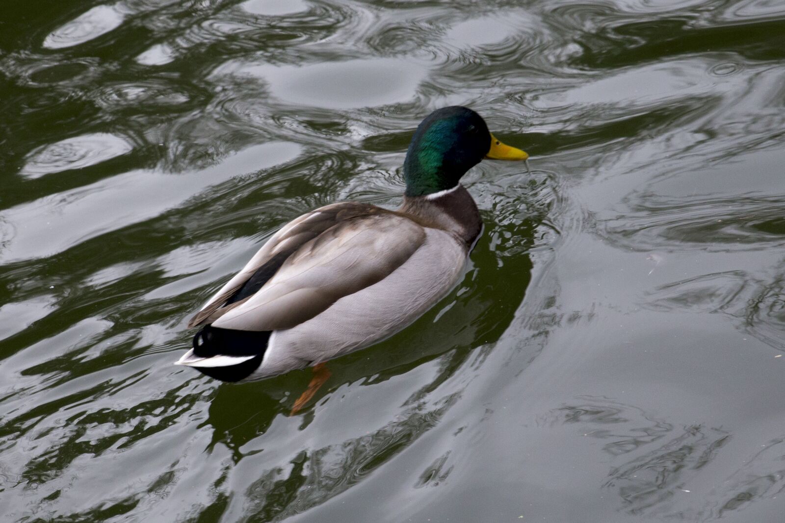 Canon EOS 6D sample photo. Duck, fauna, lake photography