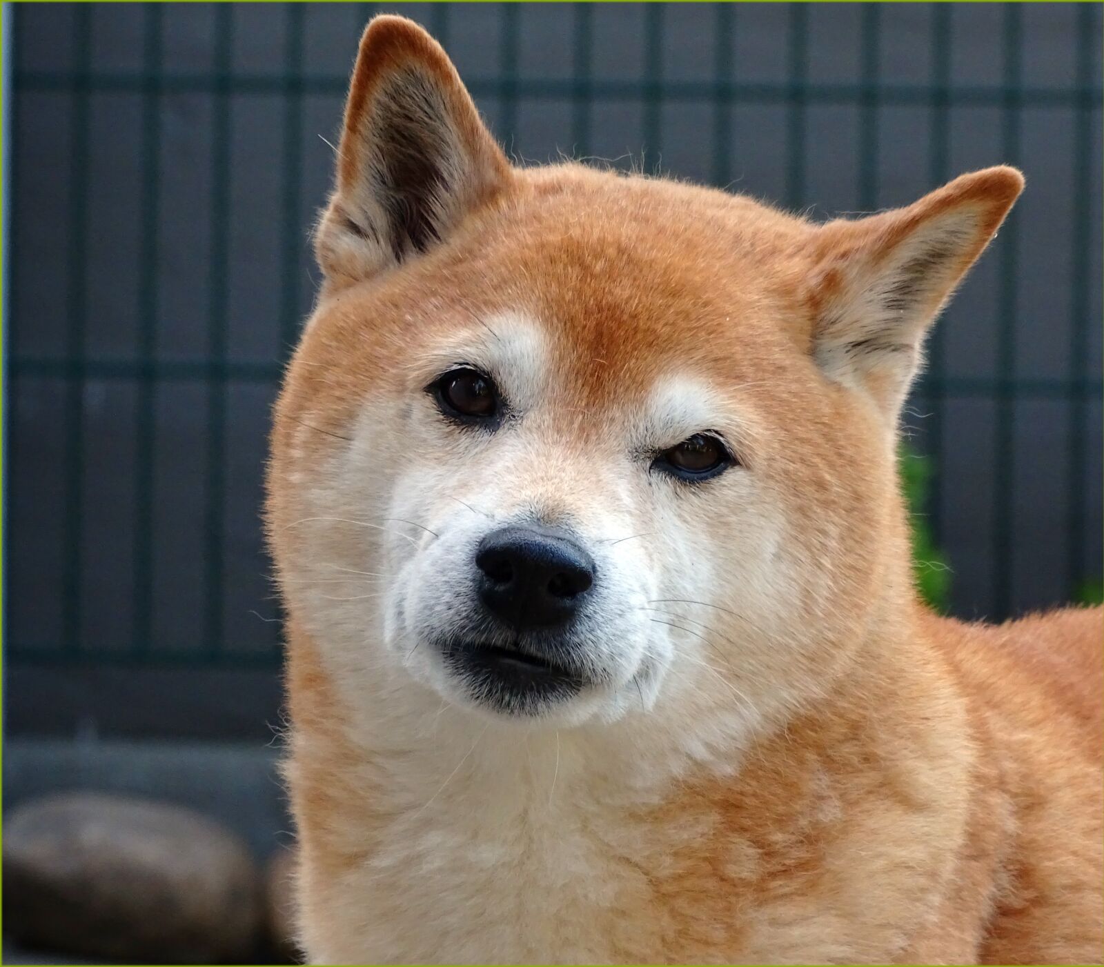 Sony Cyber-shot DSC-HX400V sample photo. Dog, dog head, light photography
