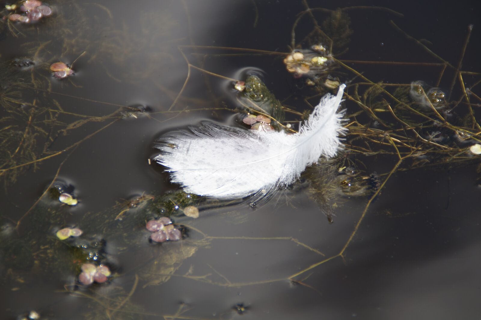 Sony SLT-A58 sample photo. Feather, white feather, water photography