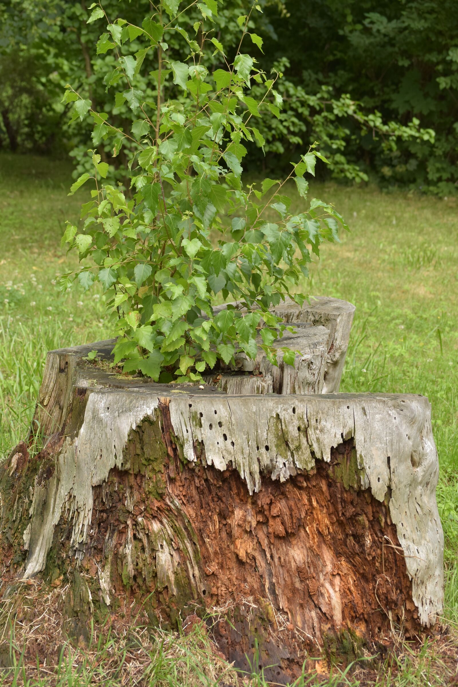 Nikon D5300 sample photo. Tree stump, tree, live photography