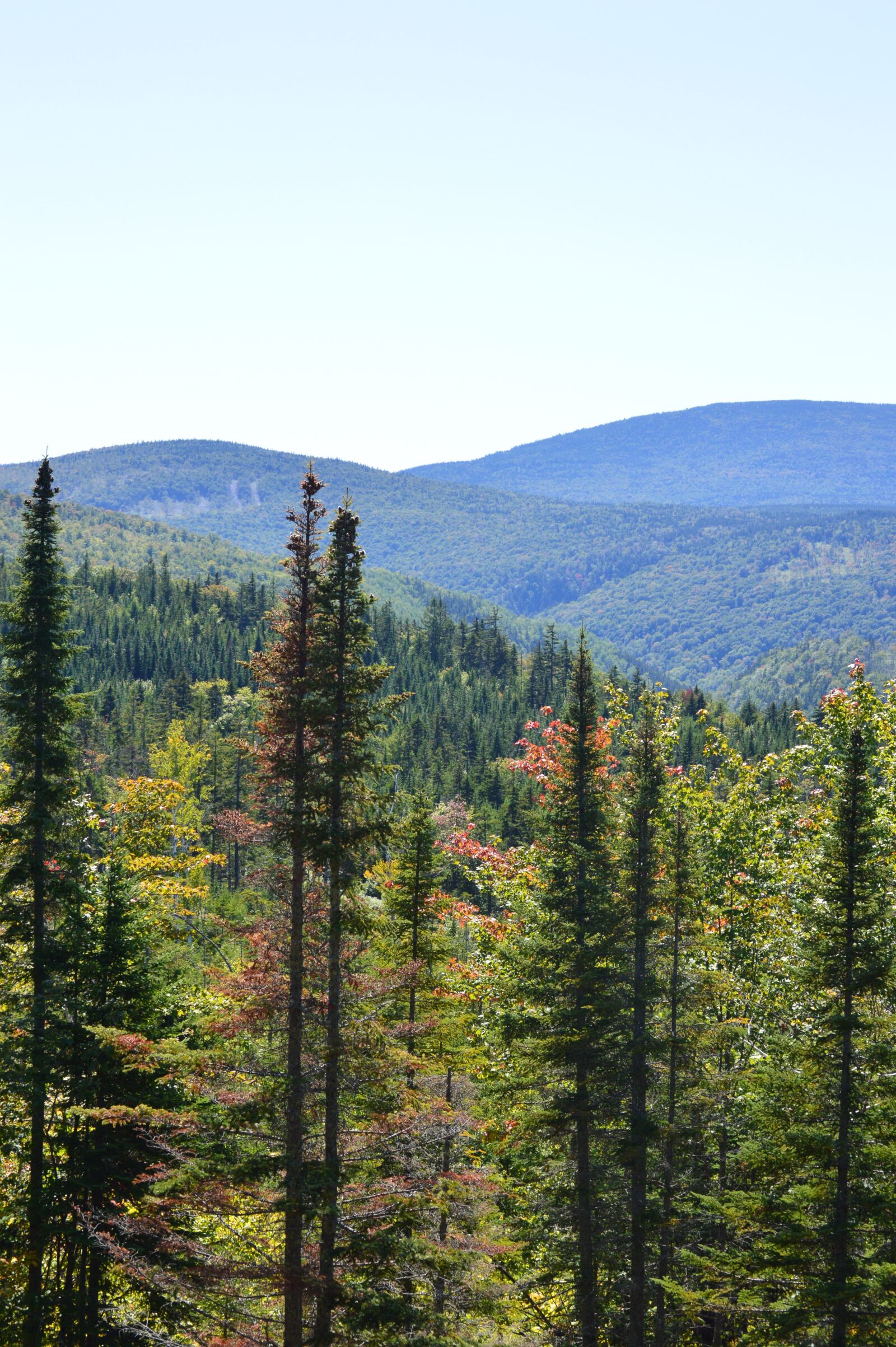 Nikon D3200 sample photo. Mountains, pine trees, landscape photography