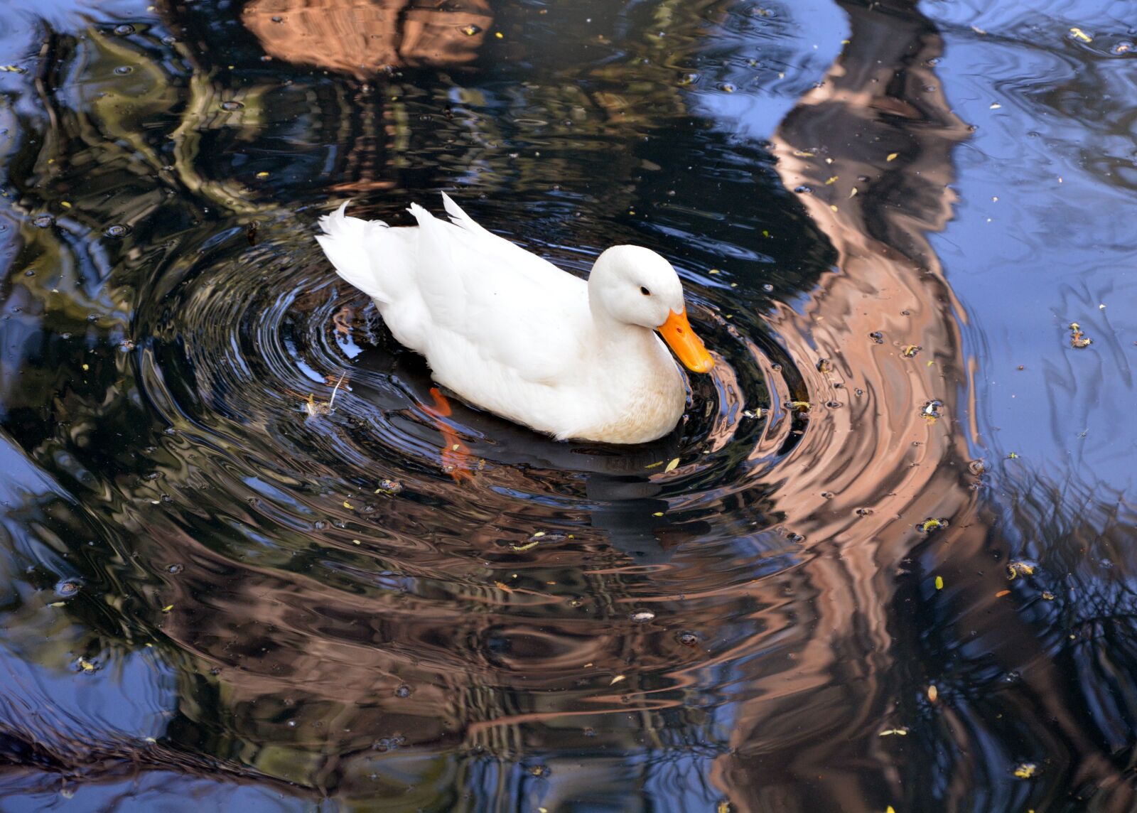 Nikon D5200 sample photo. White swan, water, swimming photography