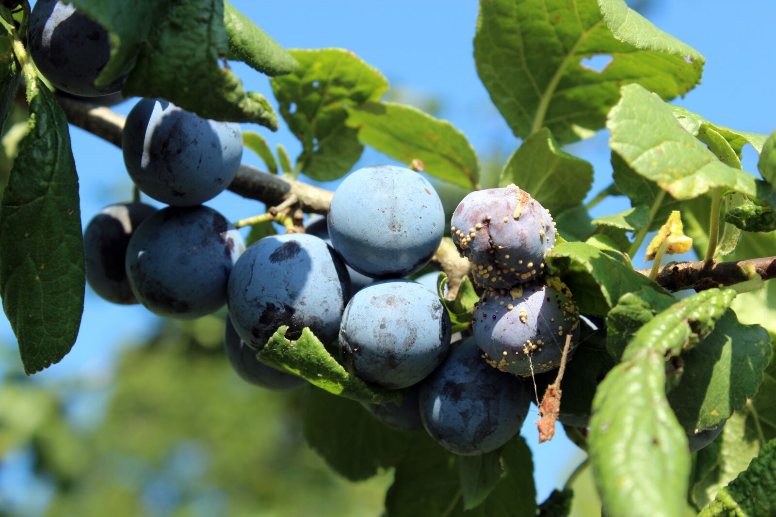 Canon EOS 1300D (EOS Rebel T6 / EOS Kiss X80) sample photo. Plums, tree, plum tree photography