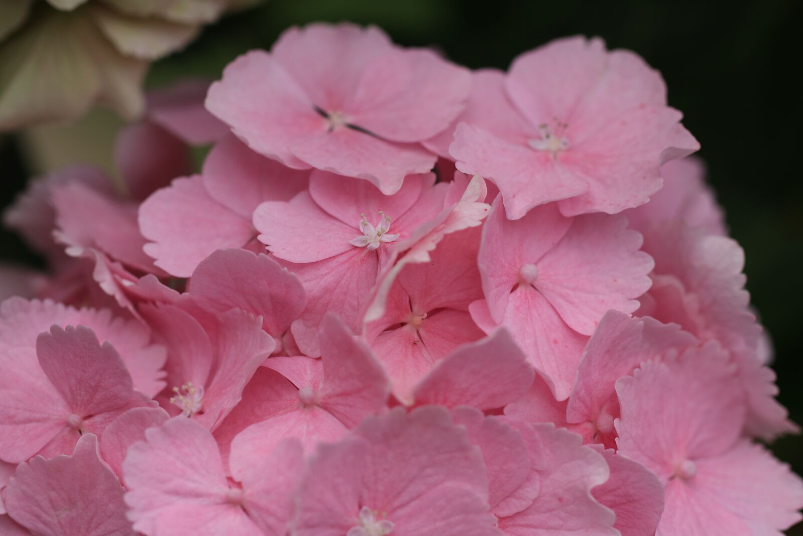 Canon EF 100mm F2.8L Macro IS USM sample photo. Hydrangea, flowers, background photography
