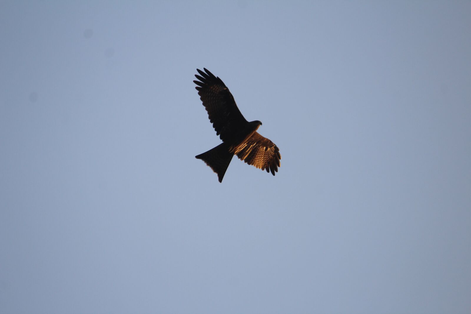 Canon EOS 1200D (EOS Rebel T5 / EOS Kiss X70 / EOS Hi) sample photo. Black, kite, milvus migrans photography