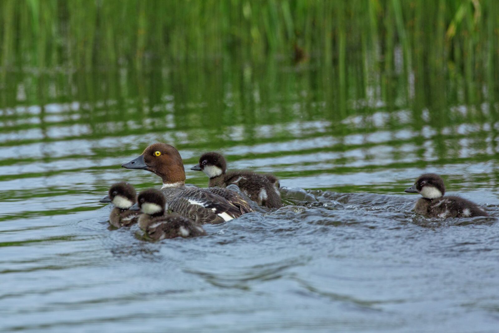 Canon EOS 5D Mark III sample photo. Bird, parent child, a photography