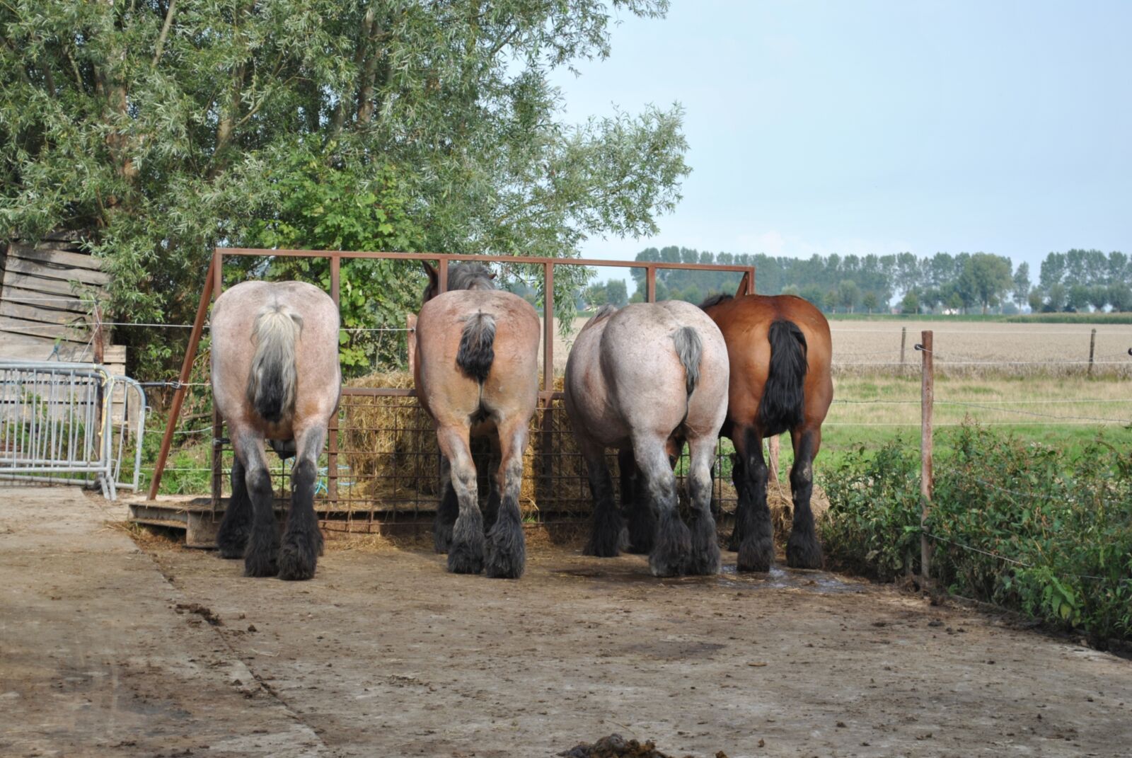 Nikon D3000 sample photo. Horses, horse, animals photography