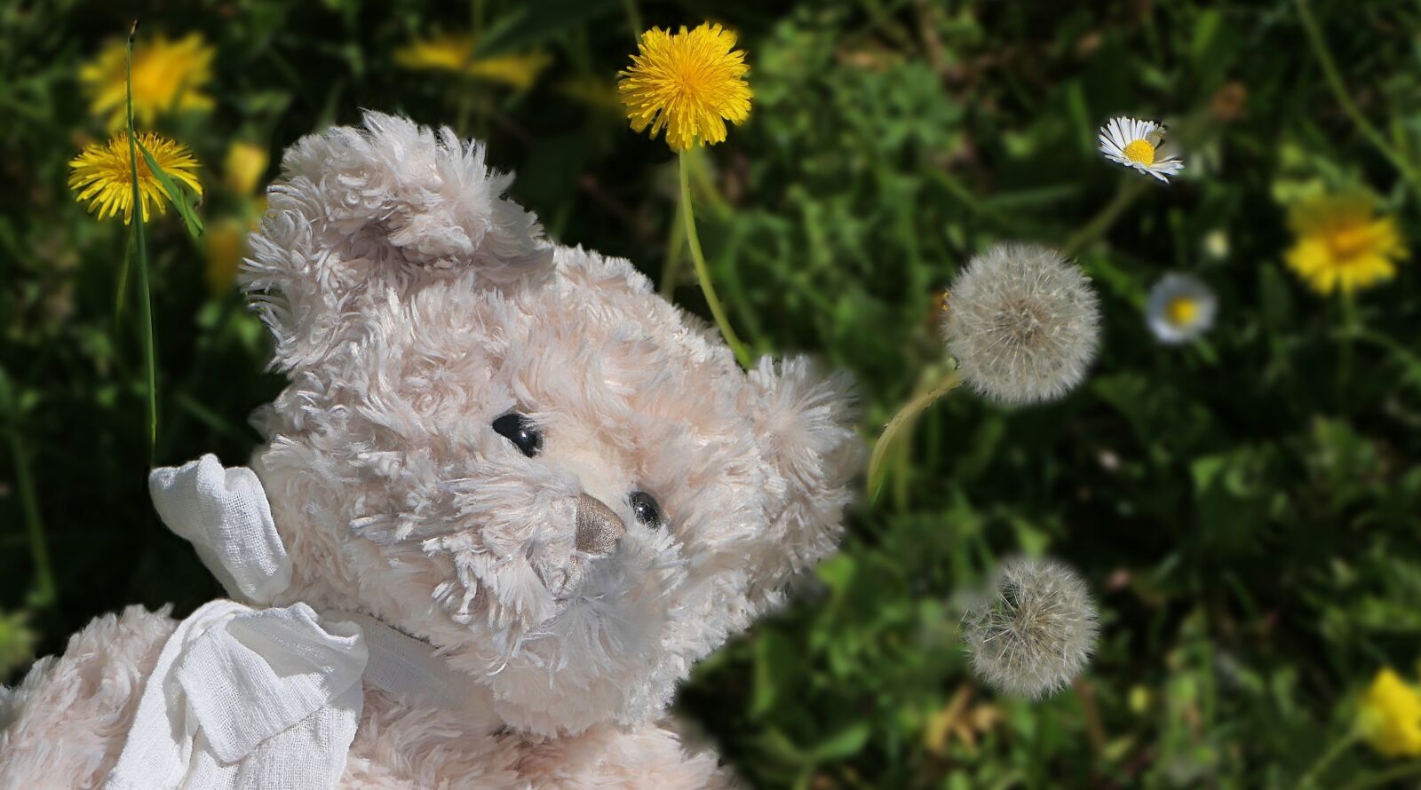 Panasonic Lumix DMC-FZ2500 (Lumix DMC-FZ2000) sample photo. Plush, bear, teddy photography