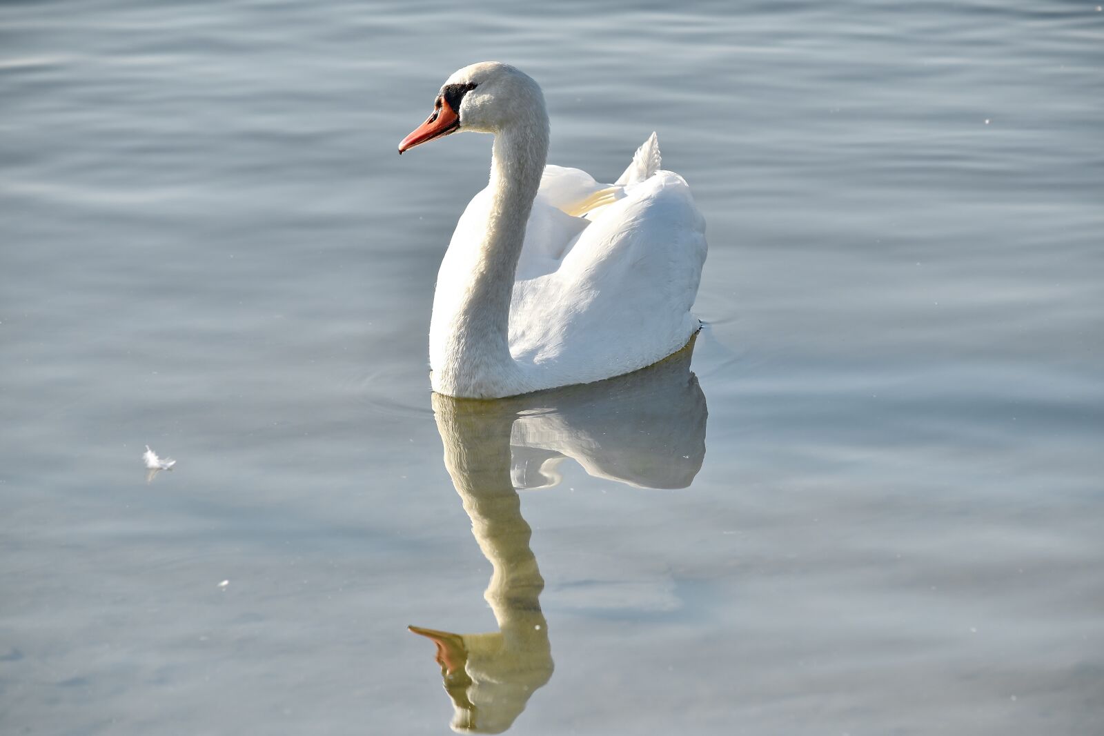 Nikon D5500 sample photo. Grace, neck, reflection, swan photography