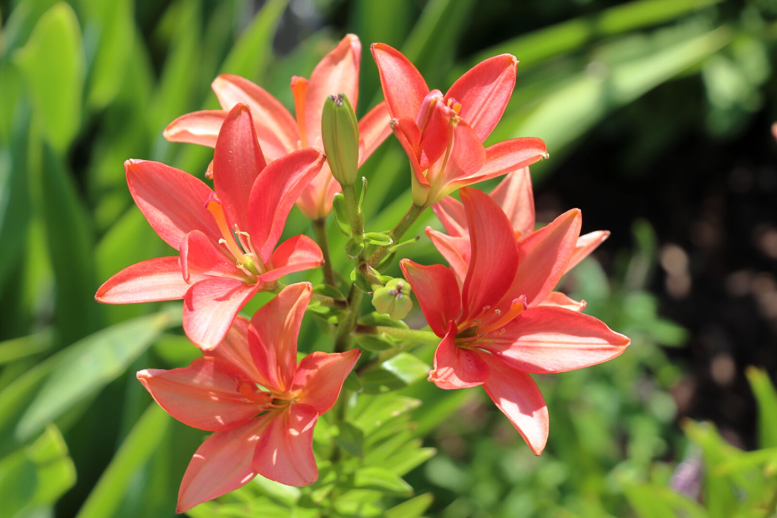 Canon EOS 90D sample photo