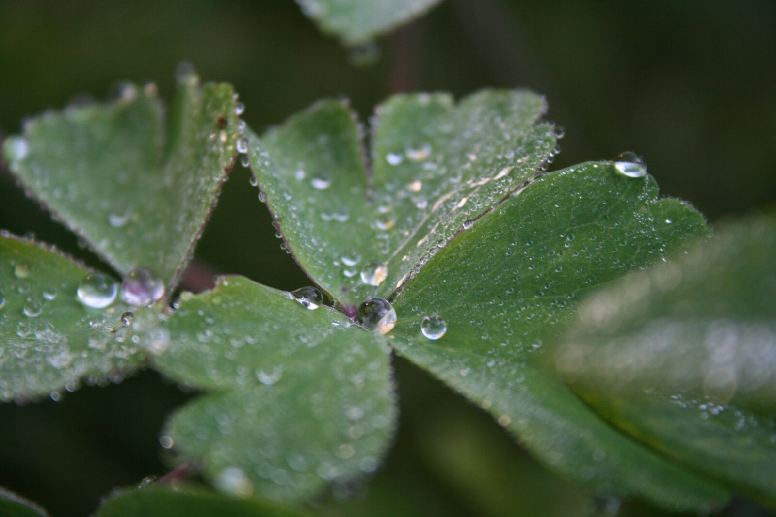 Canon EOS 400D (EOS Digital Rebel XTi / EOS Kiss Digital X) sample photo. Dewdrop, leaf, plant photography