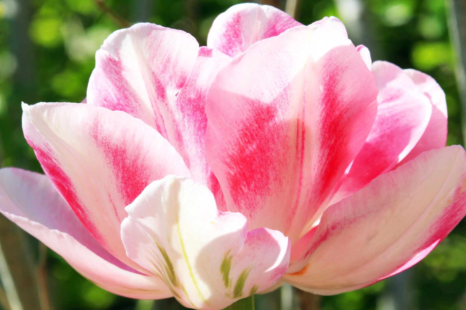 Canon EOS 700D (EOS Rebel T5i / EOS Kiss X7i) sample photo. Tulips, light pink tulips photography