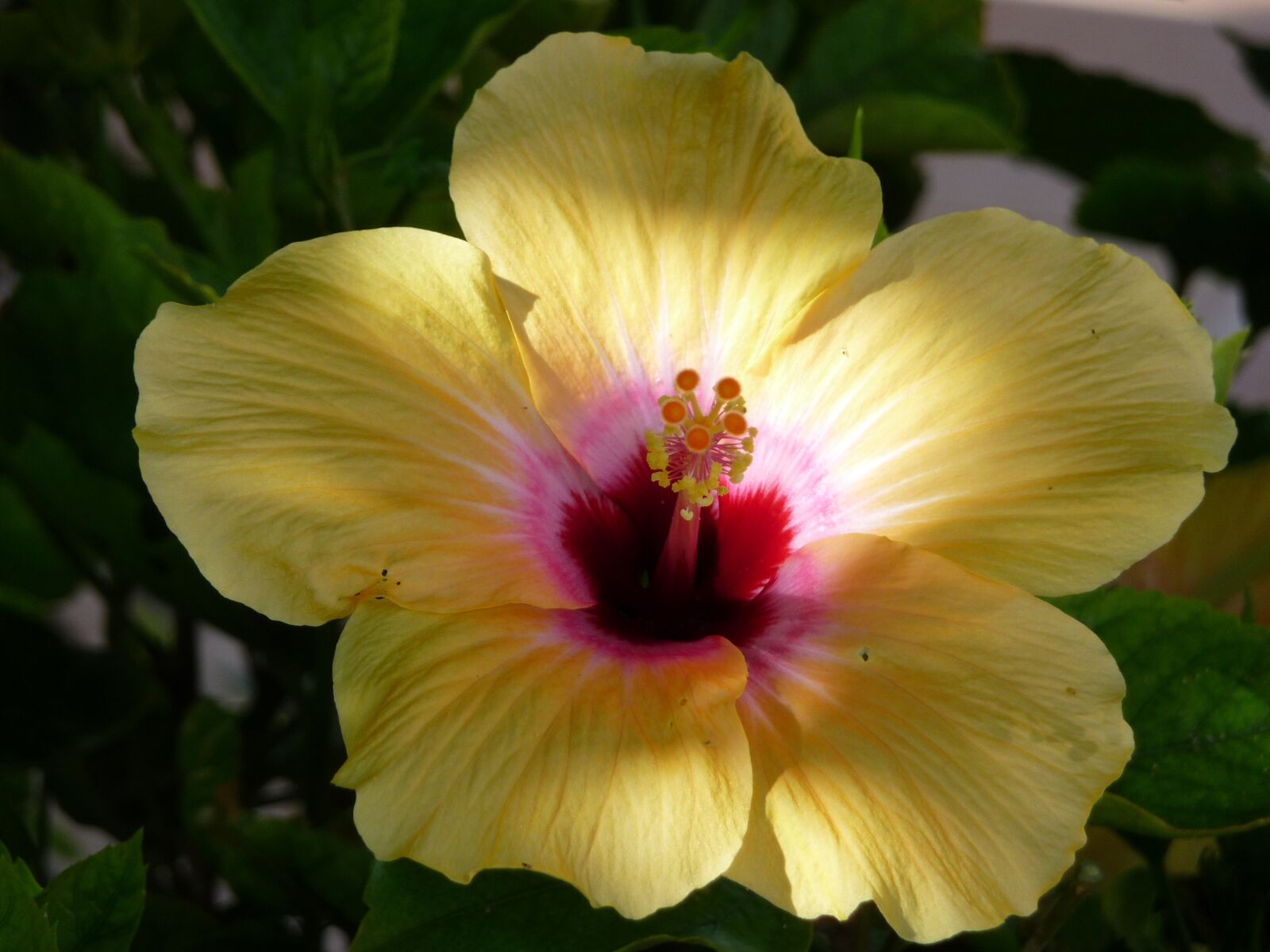 Panasonic Lumix DMC-TZ5 sample photo. Hibiscus flower, close up photography