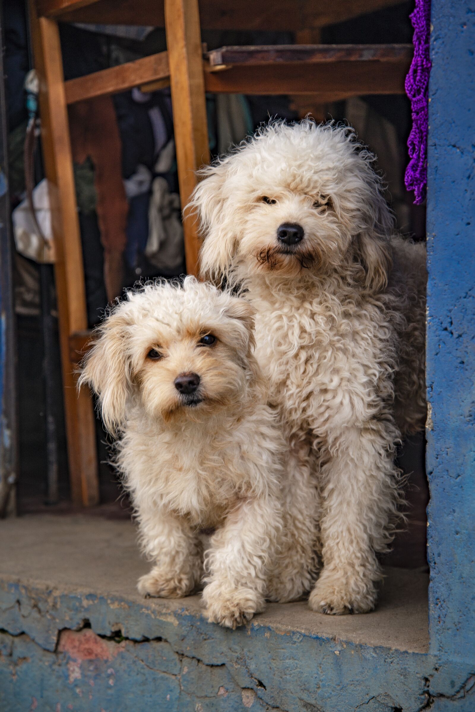Nikon D610 sample photo. Dog, pet, animals photography