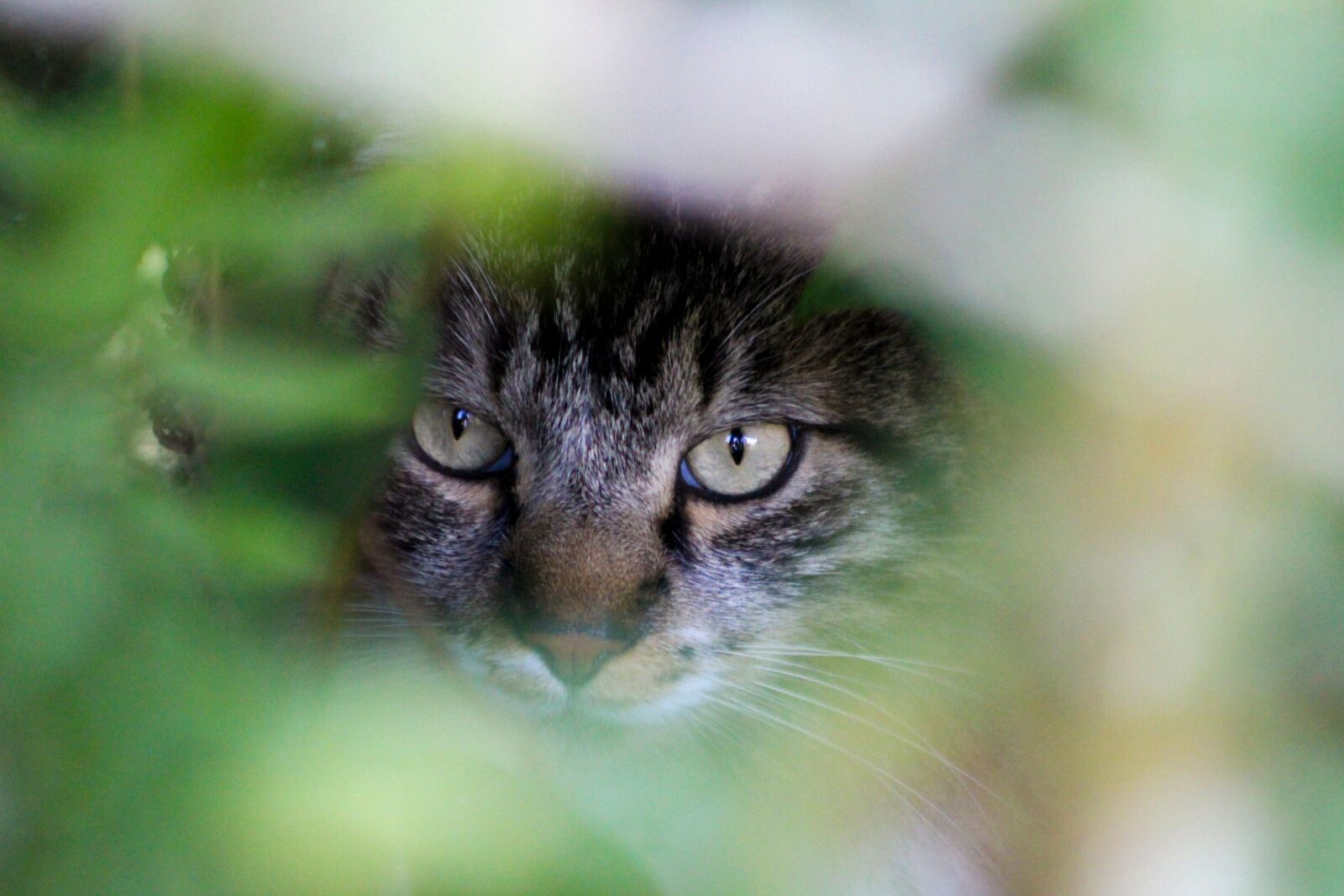 Canon EOS 1300D (EOS Rebel T6 / EOS Kiss X80) sample photo. Cat, feline, animalia photography