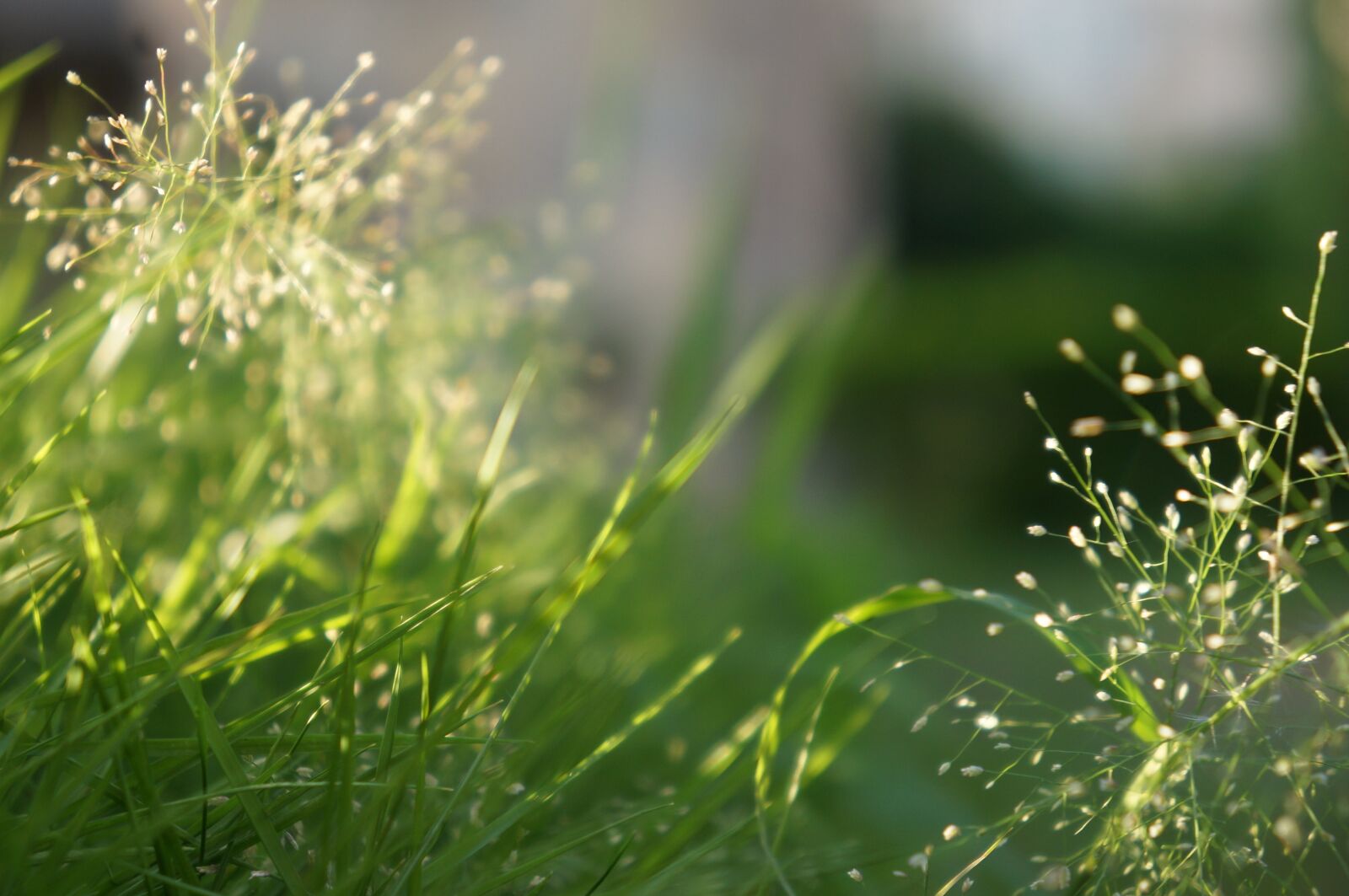 Sony Alpha NEX-5N sample photo. Particles, fruit, green photography