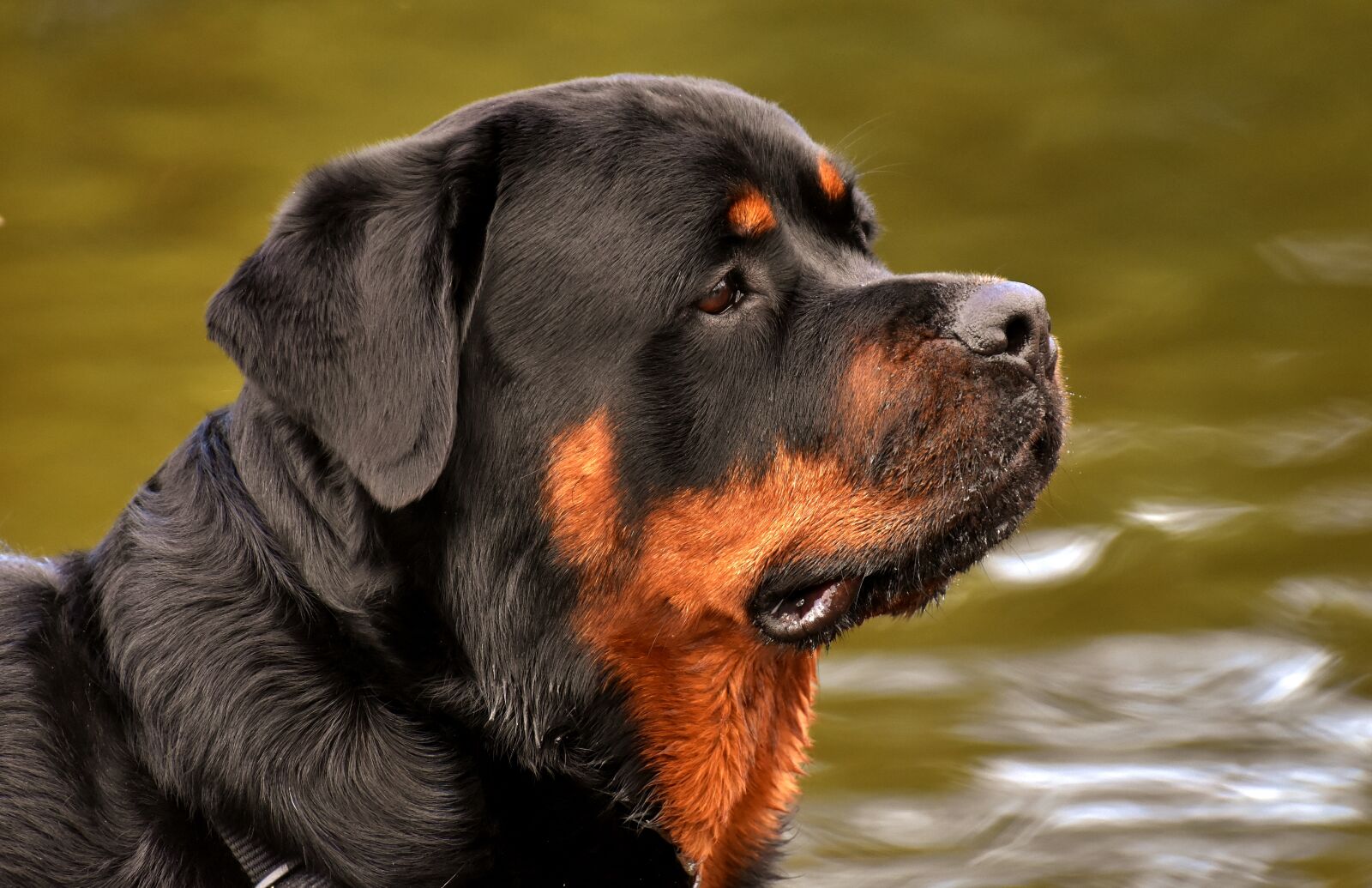 Nikon D7200 sample photo. Rottweiler, purebred dog, animal photography
