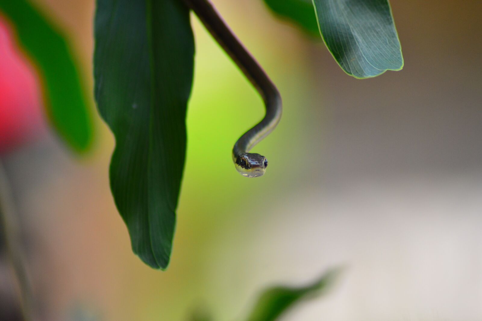 Nikon D3100 sample photo. Low, brown, steady photography