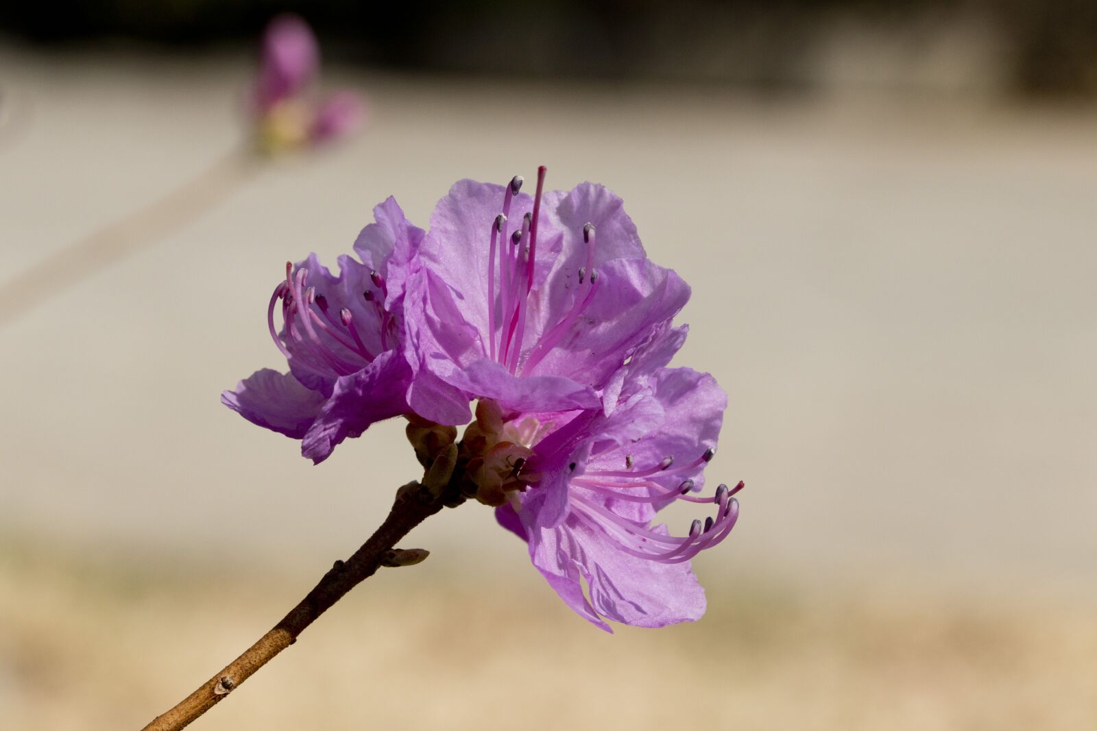 Canon EOS 800D (EOS Rebel T7i / EOS Kiss X9i) sample photo. Azalea, spring, flowers photography