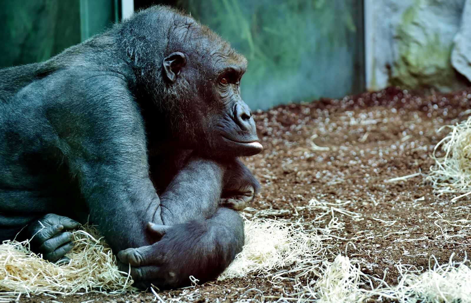 Nikon D7200 sample photo. Gorilla, monkey, animal photography