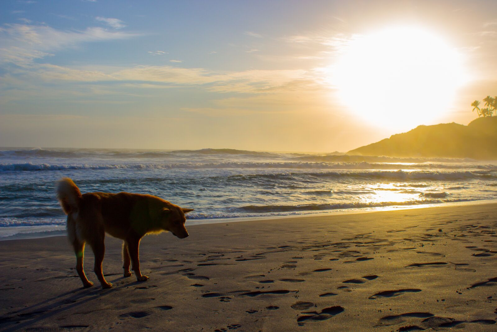 Canon EOS 700D (EOS Rebel T5i / EOS Kiss X7i) sample photo. Dog, sunset, beach photography