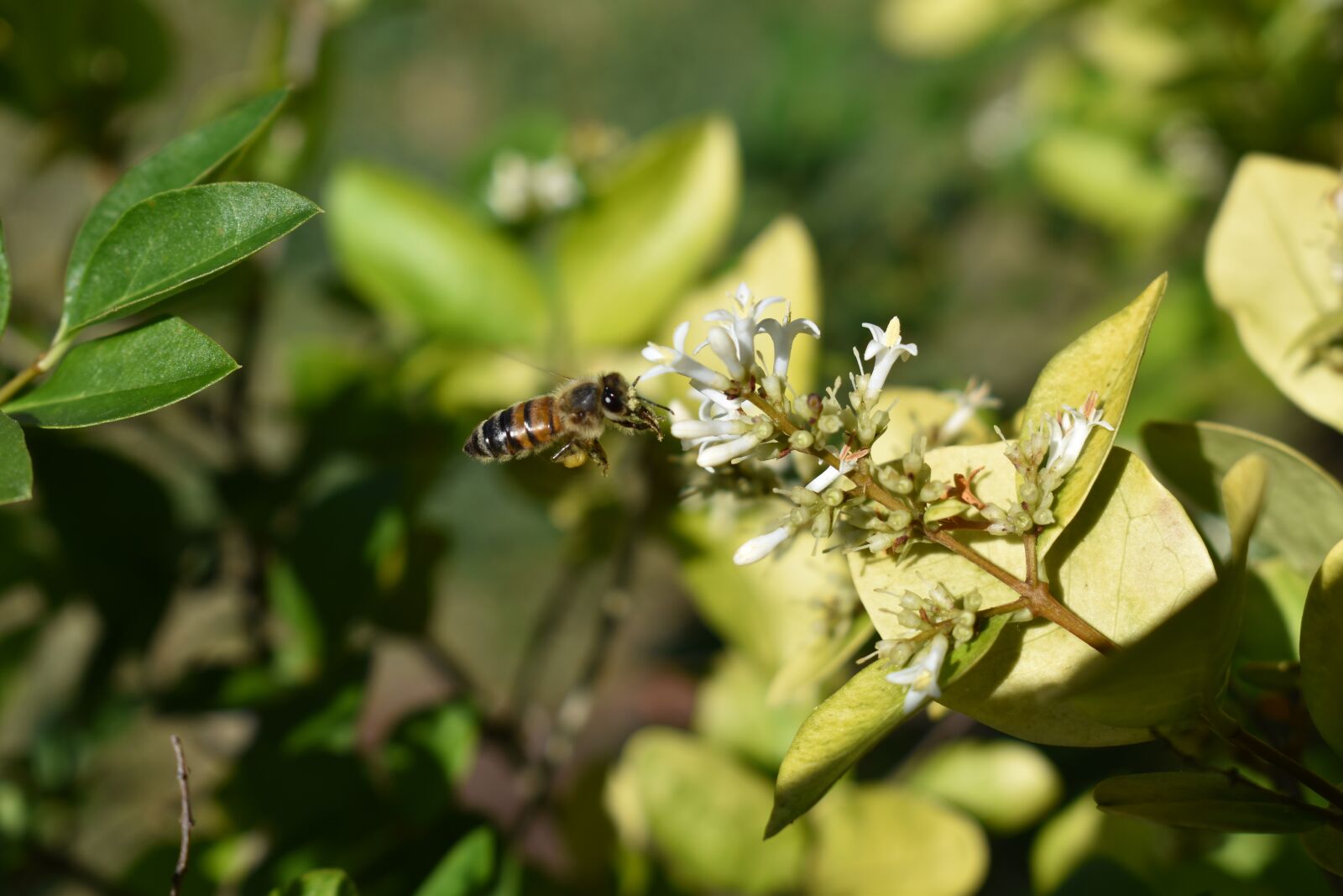 Nikon D5500 sample photo. Honeysuckle, bee, pollen photography