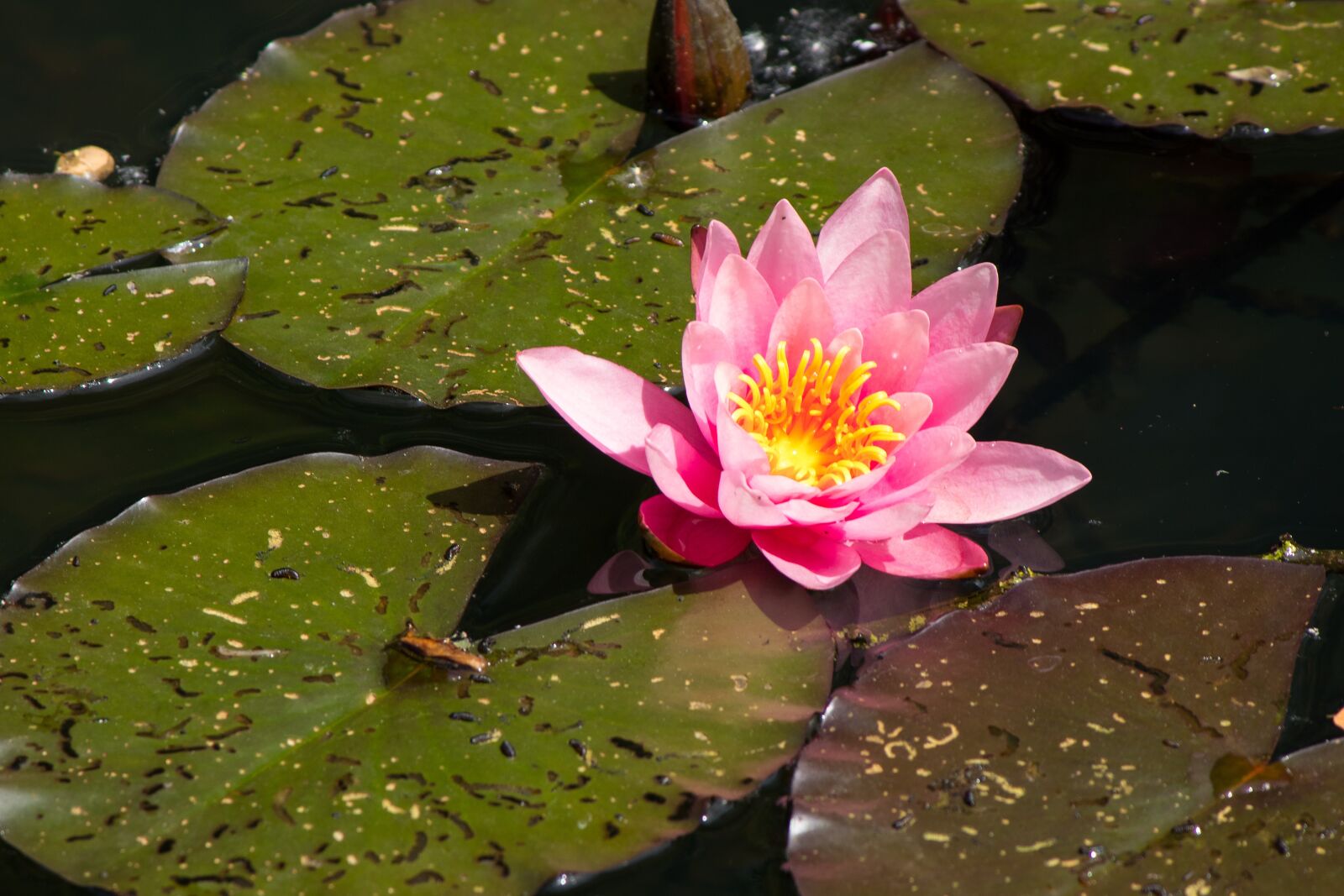 Canon EF-S 55-250mm F4-5.6 IS II sample photo. Water lilies, pond, nature photography